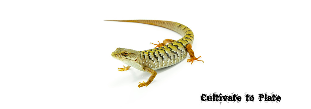 San Diego Alligator Lizard