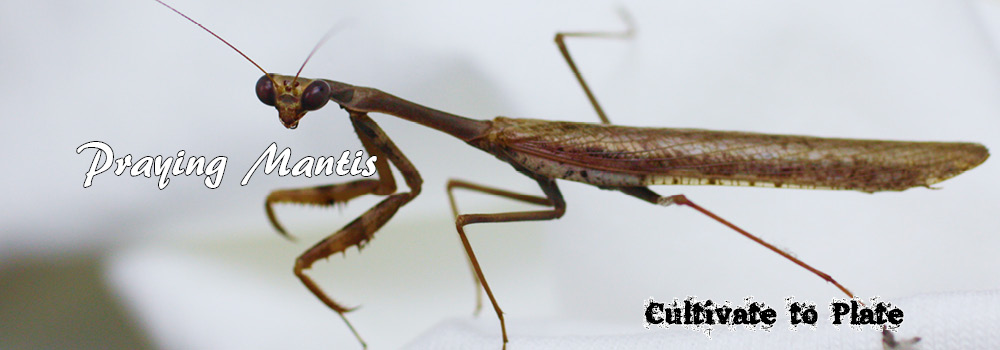 Praying Mantis