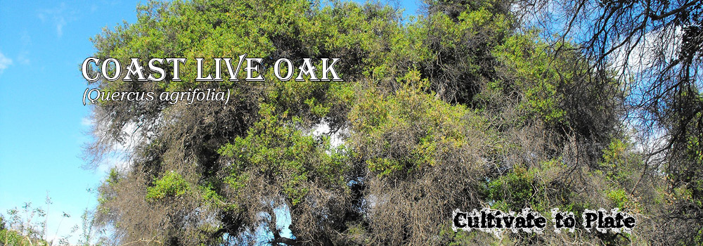 Coast Live Oak – Quercus agrifolia