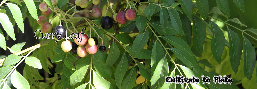 Curry Leaf – Murraya Koenigii