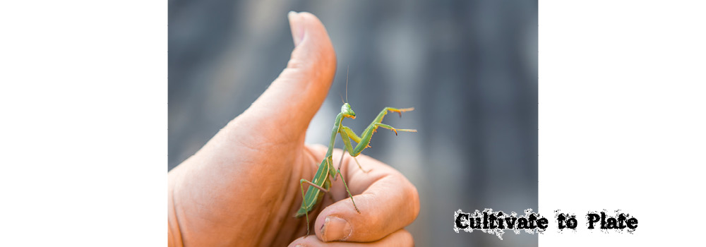 Praying Mantis