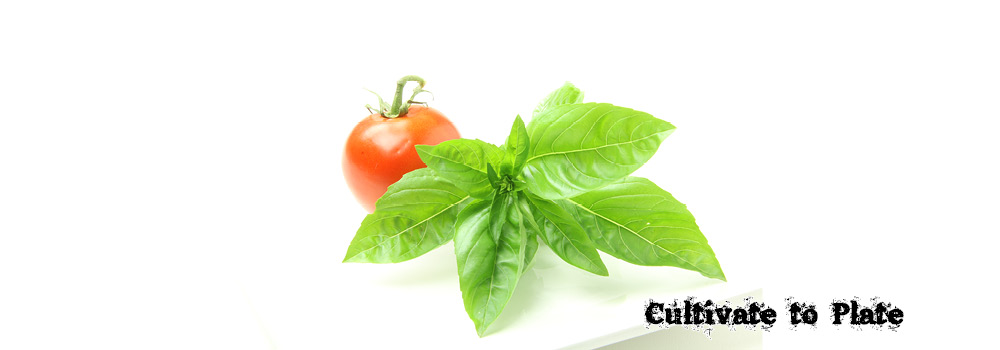Types of Tomatoes – Solanum Lycopersicum