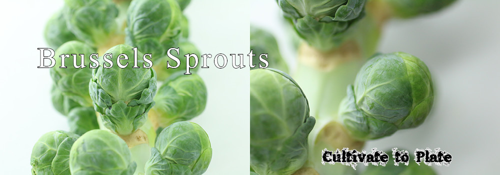 Brussels Sprouts – Brassica oleracea