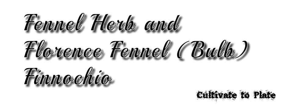 Fennel – Herb and Bulb Finnochio