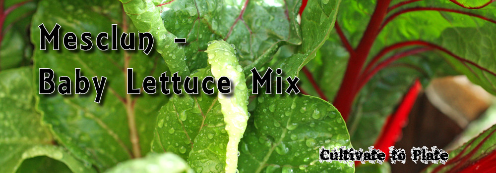 Mesclun – Baby Lettuce Mix