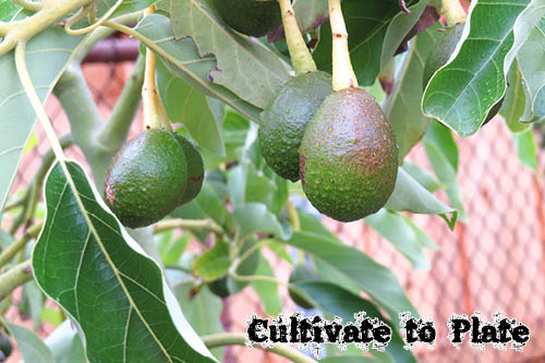 Avocado Trees Producing Nicely