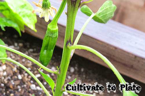 Hole Mole: Hot Pepper Great for Fresh or Dried Use