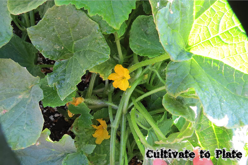 Garden Blog: Garden Update! Cucumbers, Japanese Eggplant, Fushimi Peppers, and More