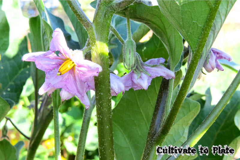 Garden Blog: Eggplant is in Full Bloom