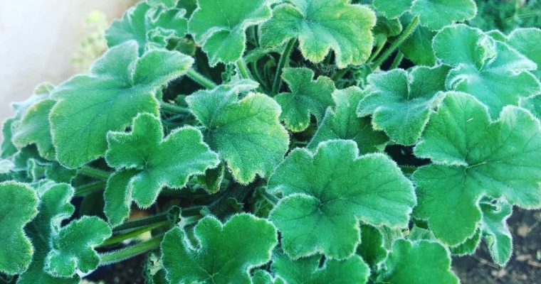 Peppermint Geranium – Pelargonium tomentosum